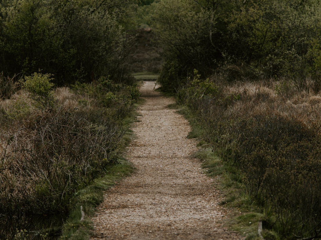 empty road between grass