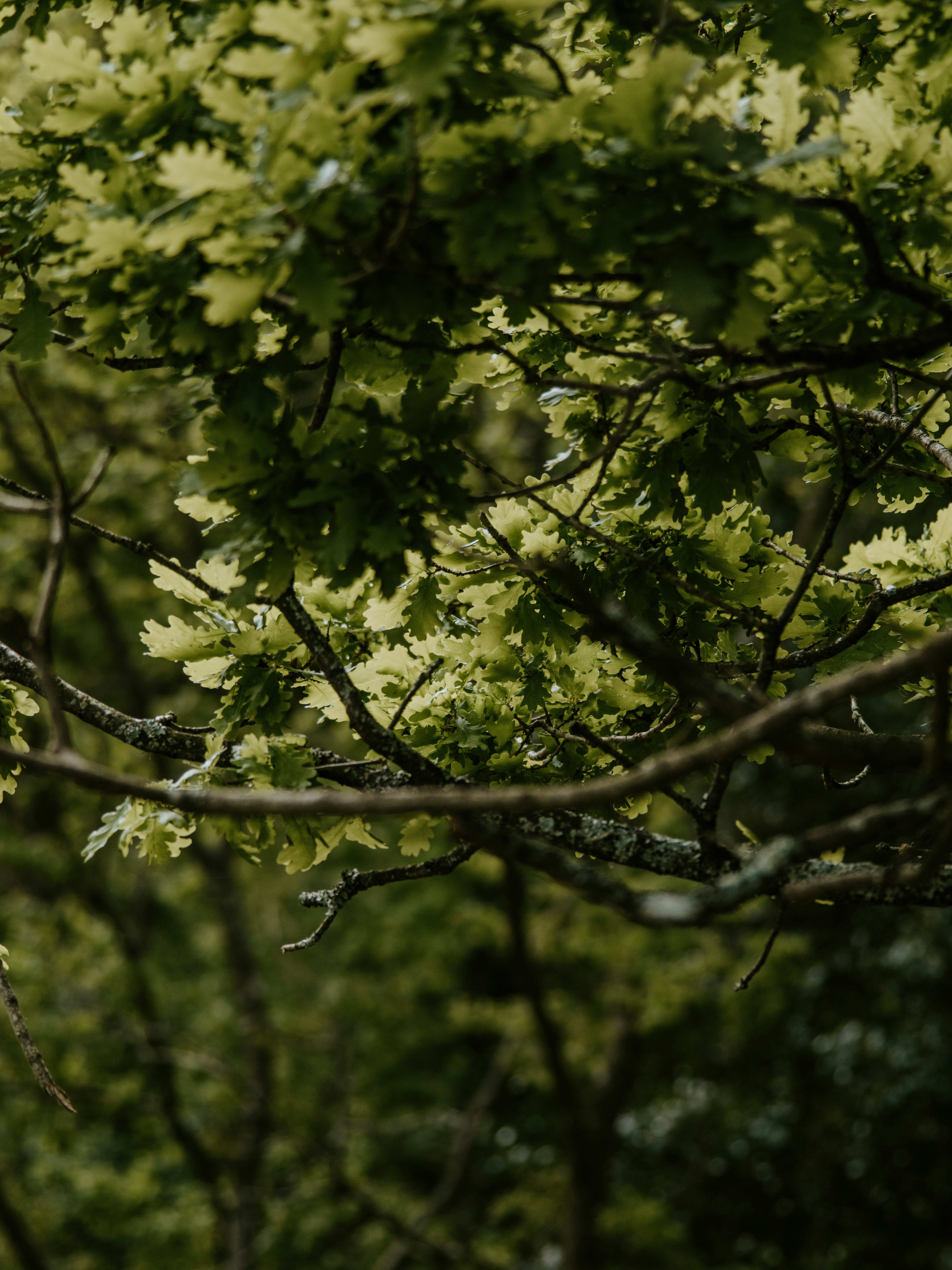 Photo by anniespratt