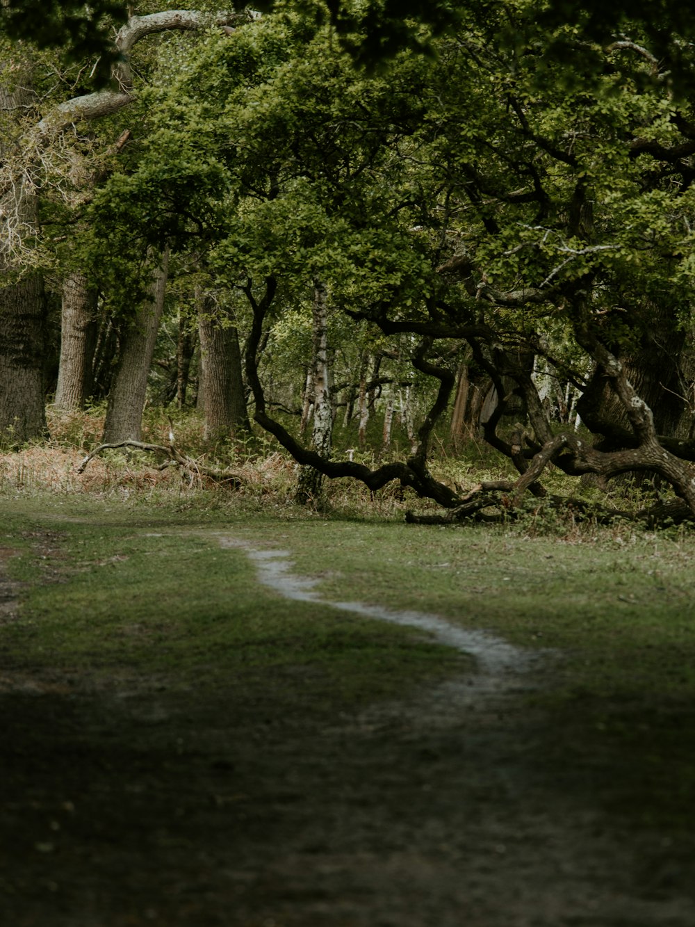 green trees during daytime