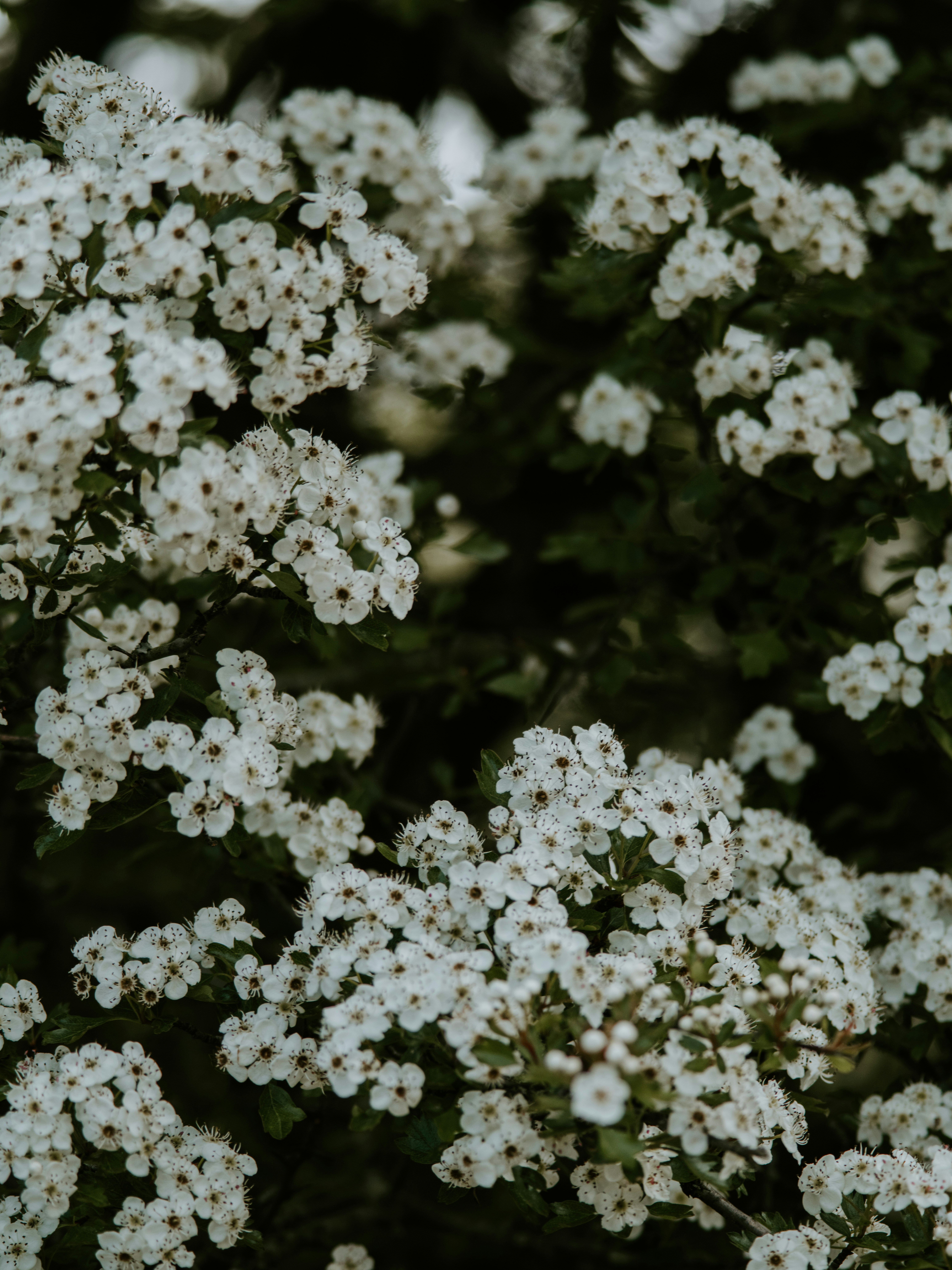 Photo by anniespratt