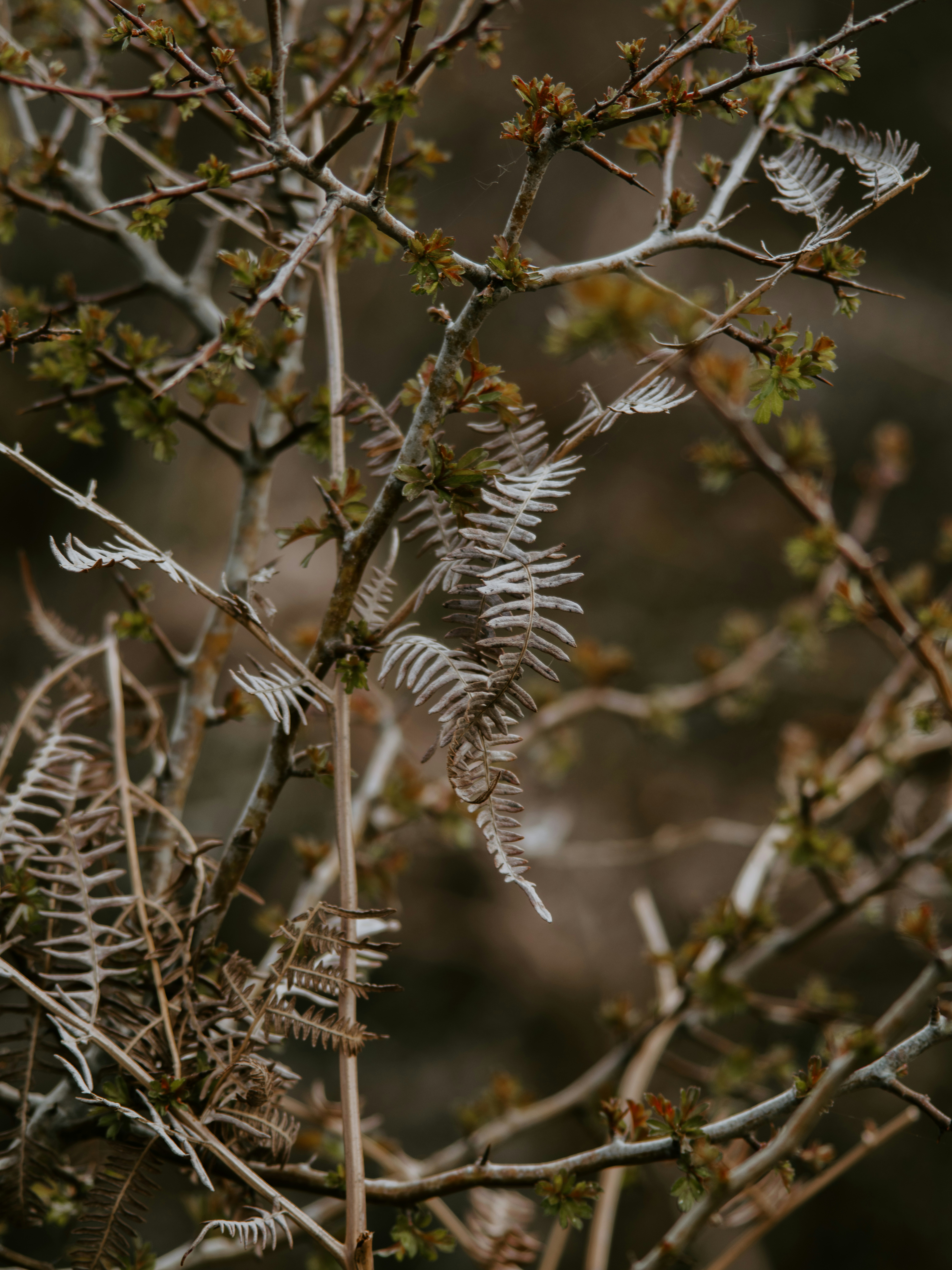 brown leafed plants photo – Free Plant Image on Unsplash
