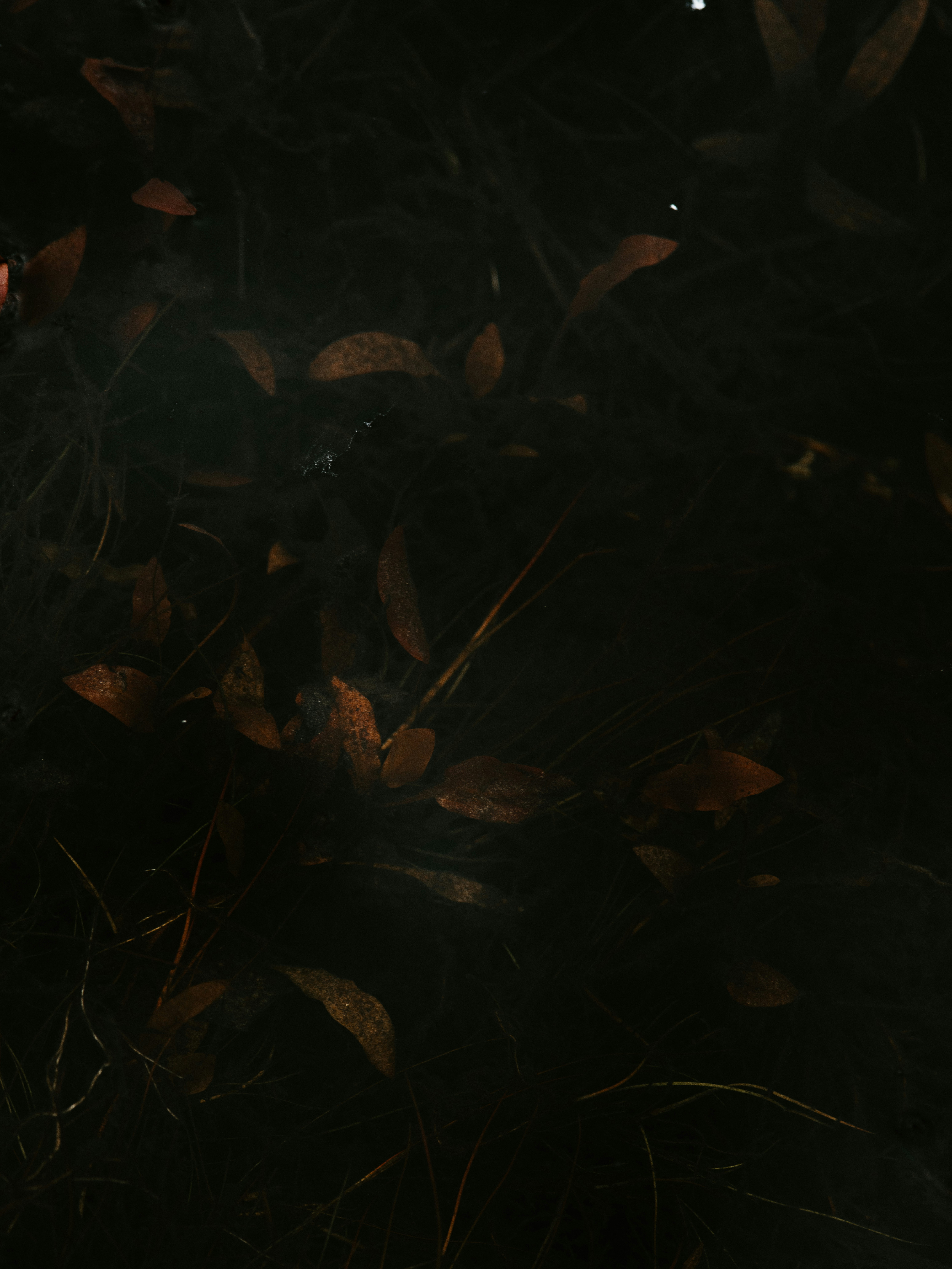 Photo by anniespratt