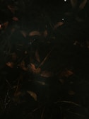 Dimly lit leaves scattered across a dark background, creating a moody and mysterious atmosphere.