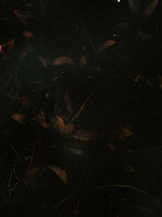 Dimly lit leaves scattered across a dark background, creating a moody and mysterious atmosphere.