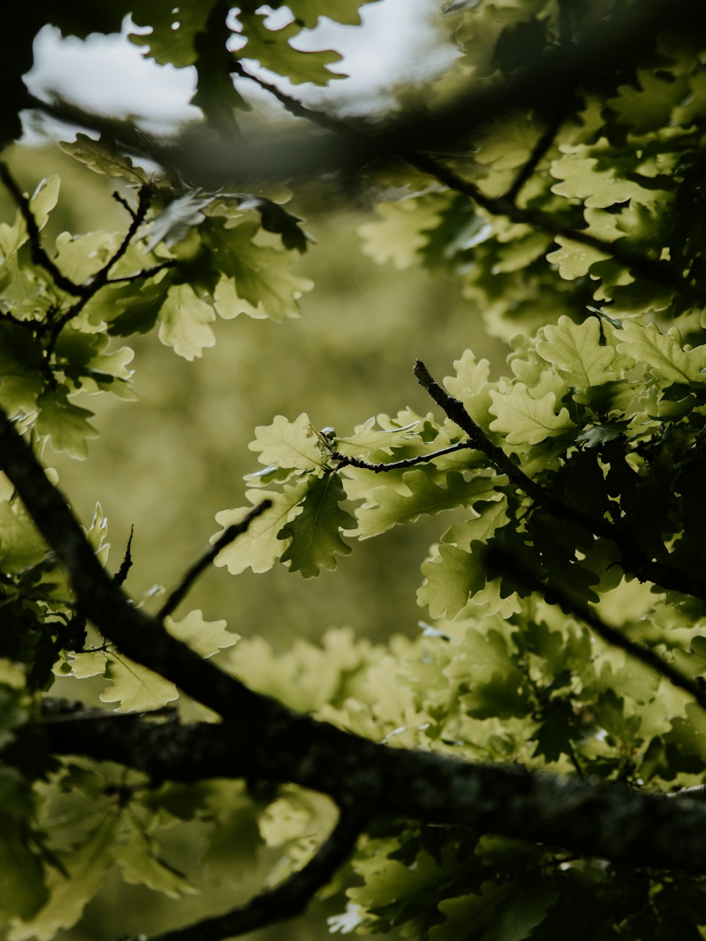 green tree