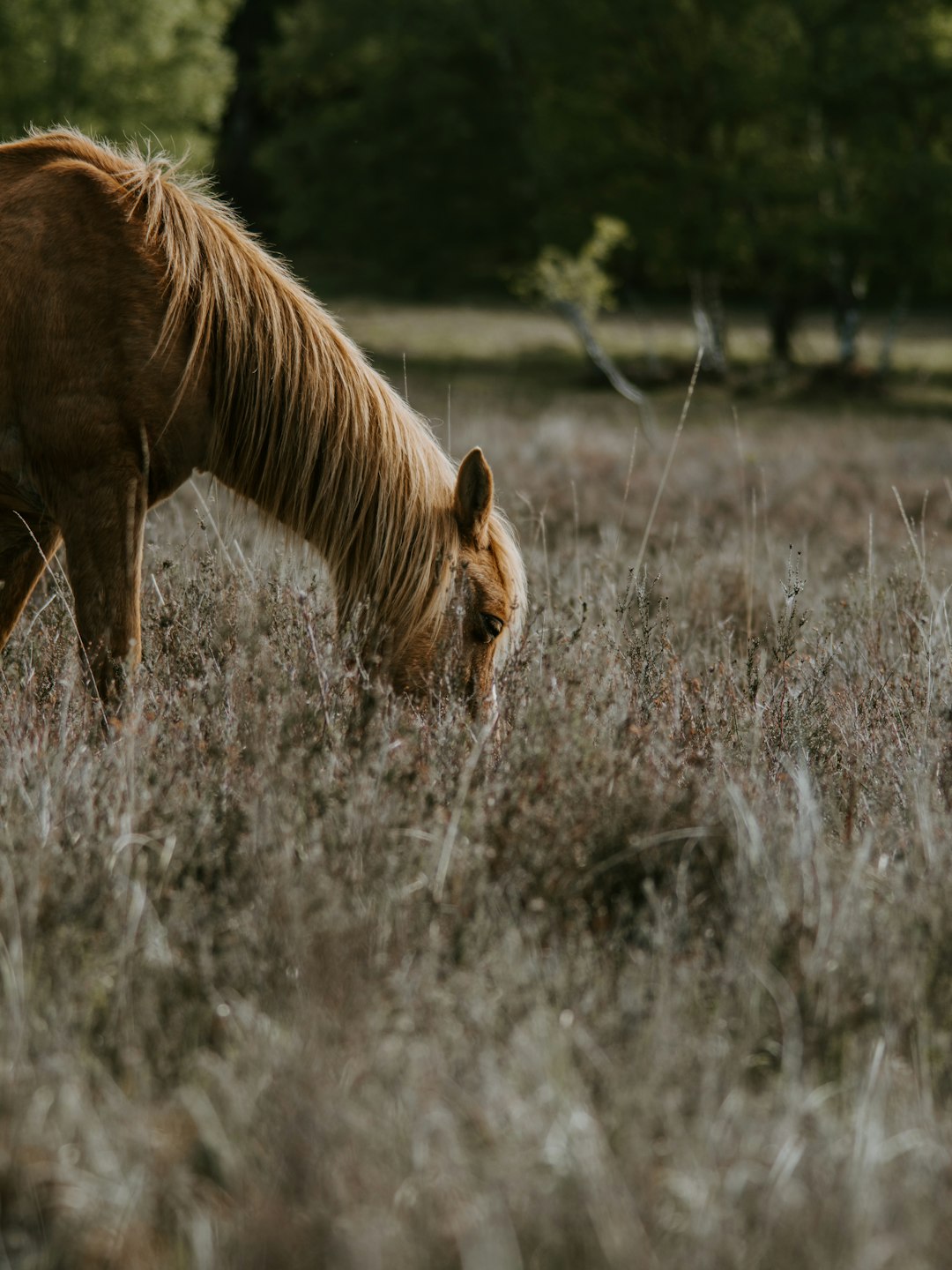 brown horse grazing on grass at the field