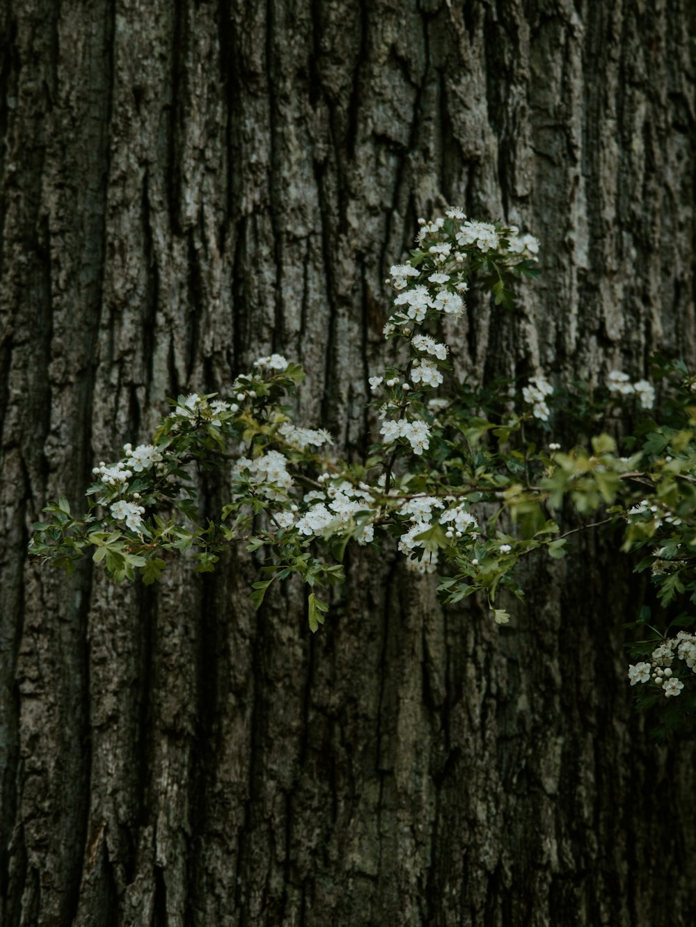 white flowering plant branch beside large tree trunk