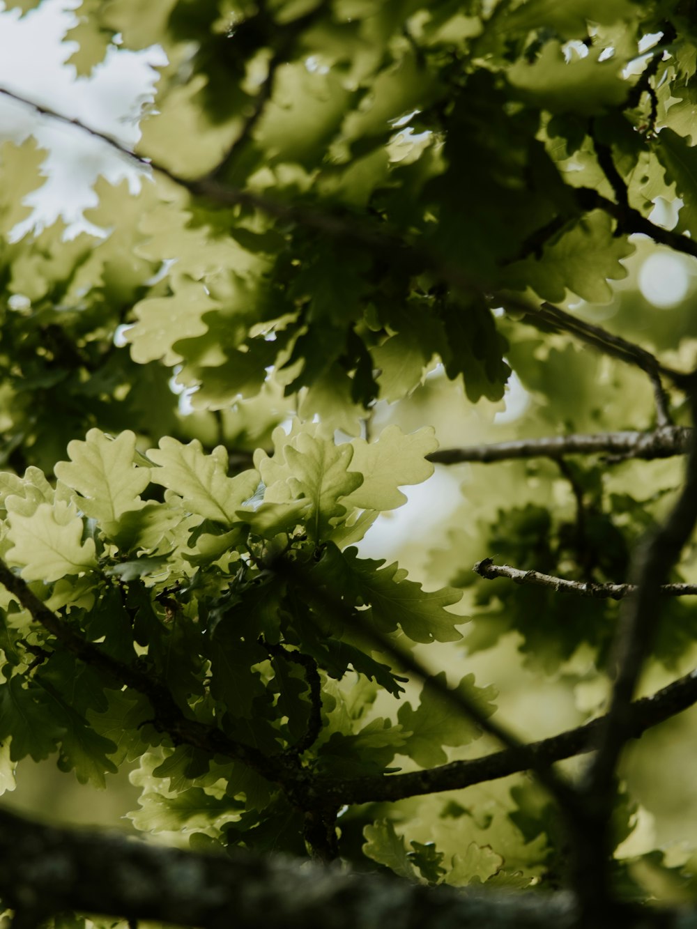green leafed trees in close-up photo