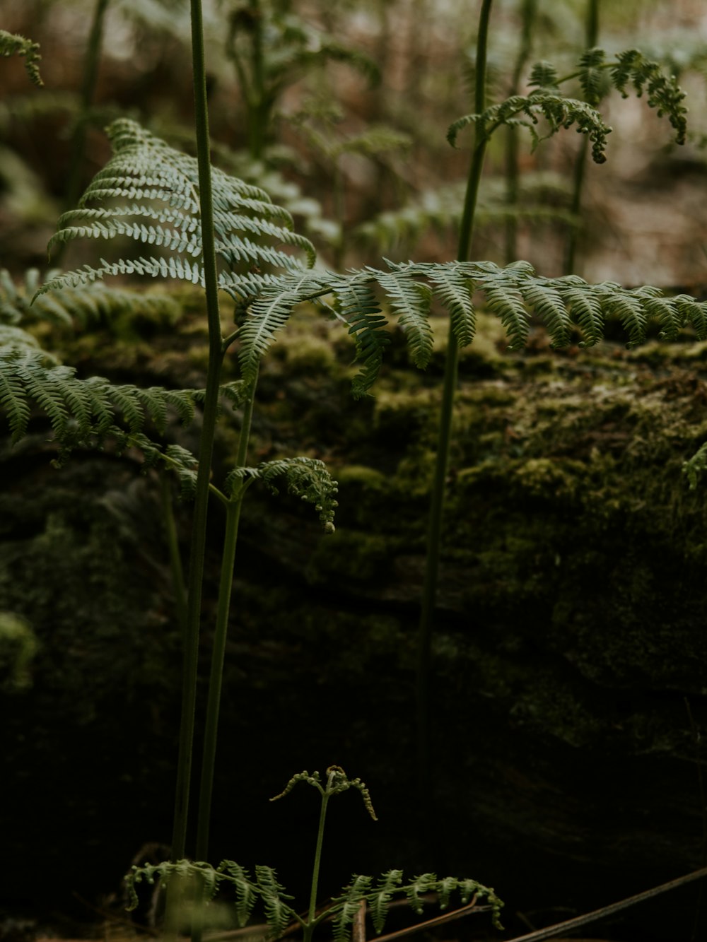 green fern plant