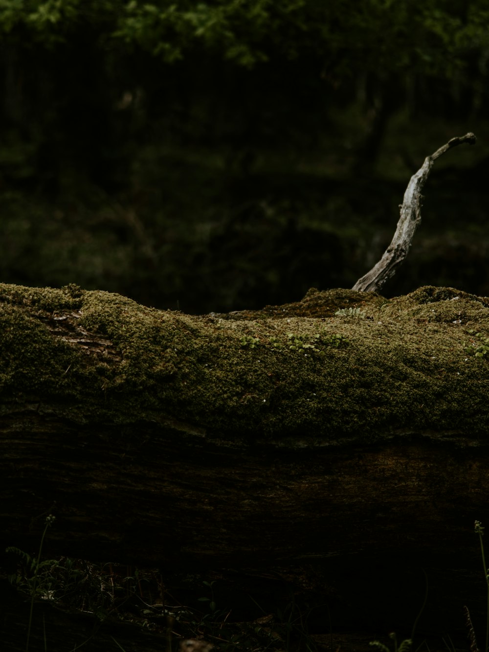 une branche d’arbre avec de la mousse qui pousse dessus