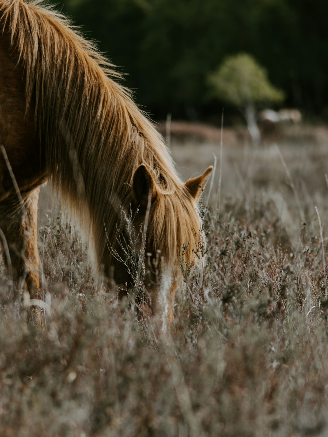 brown horse eating grass during daytime