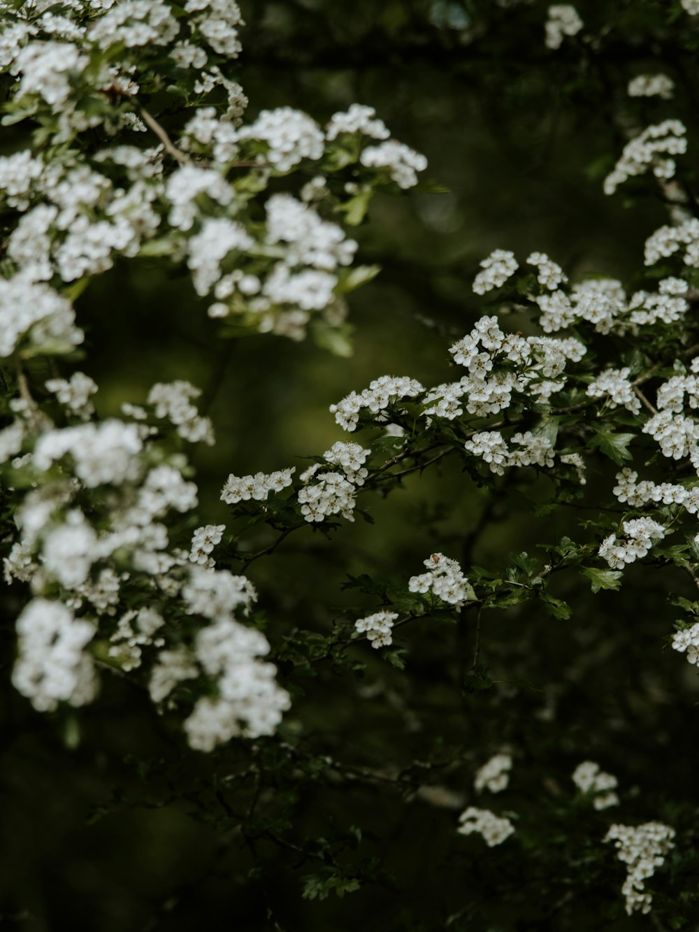 blooming white cluster flowers