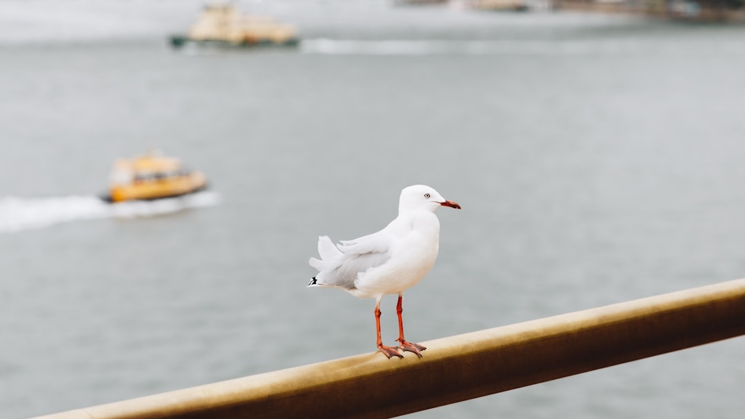 white bird perching on wooden handrails overlooking the harbor