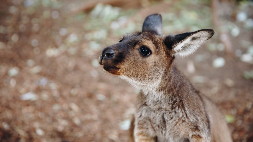 brown and black kangaroo