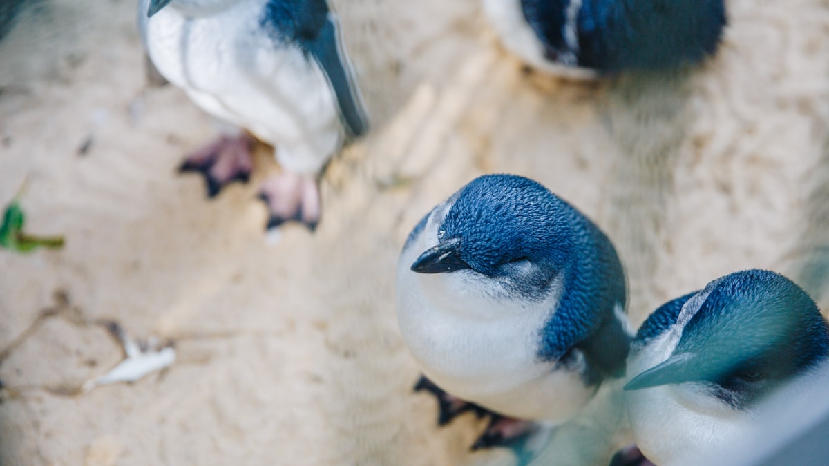 ~  "The Penguins aren't Blue"