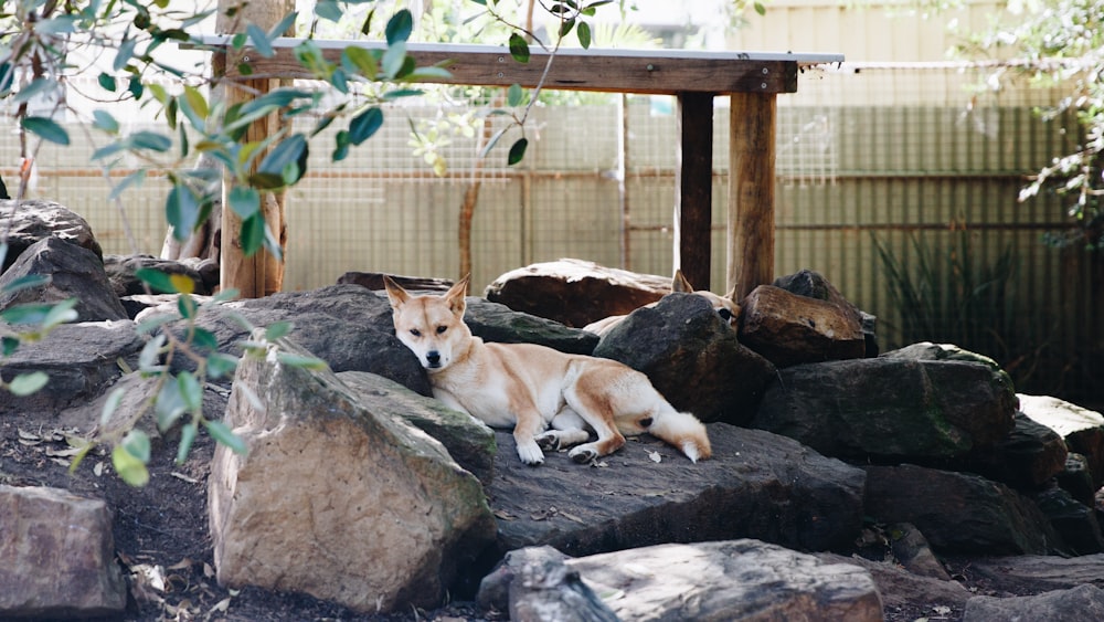 short-coated dog on black rock