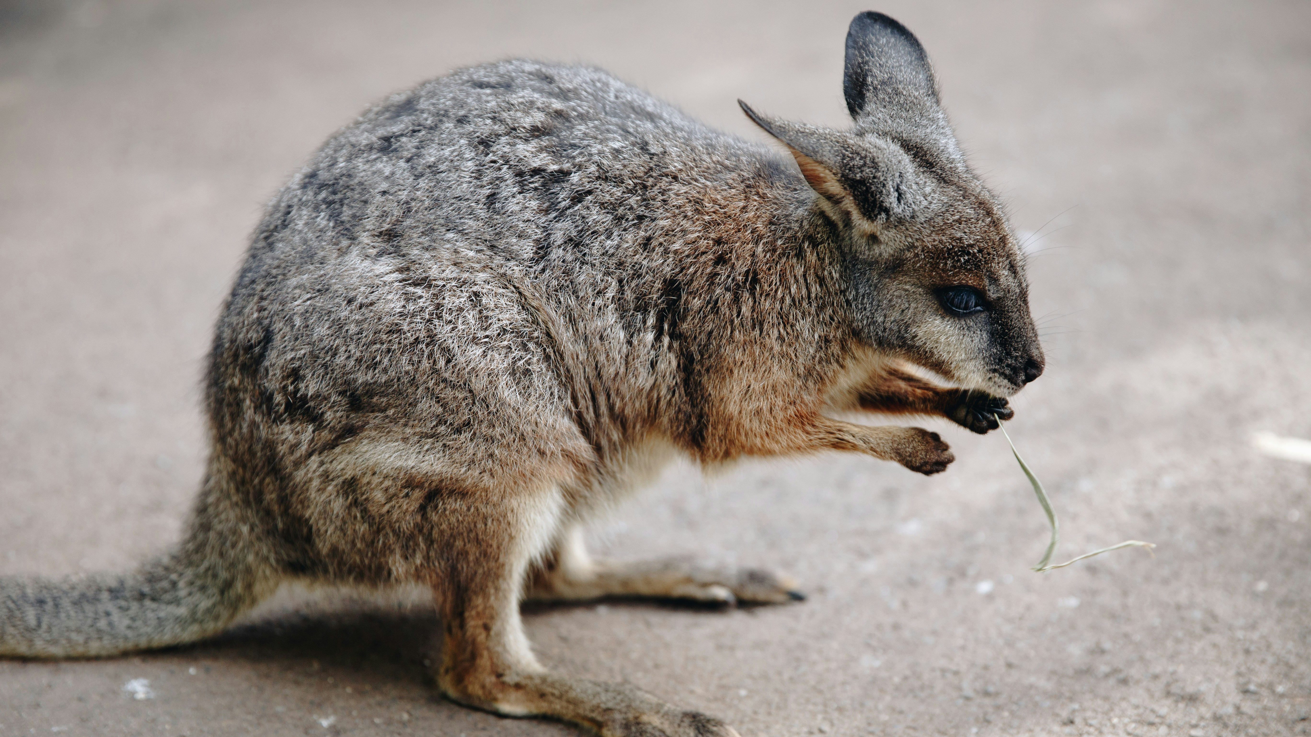 Explore the Diverse Wildlife of New South Wales