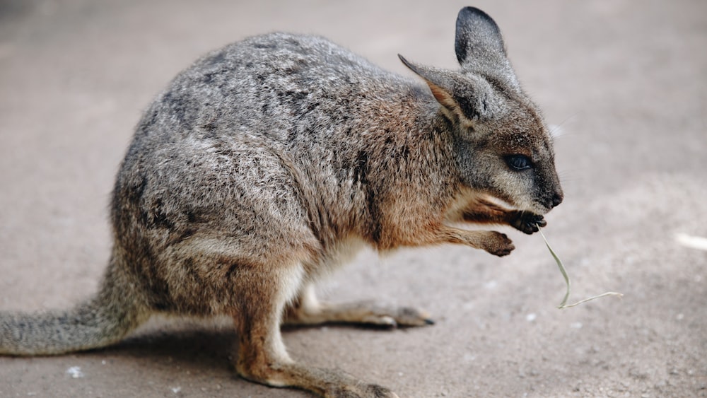 brown and black kangaroo