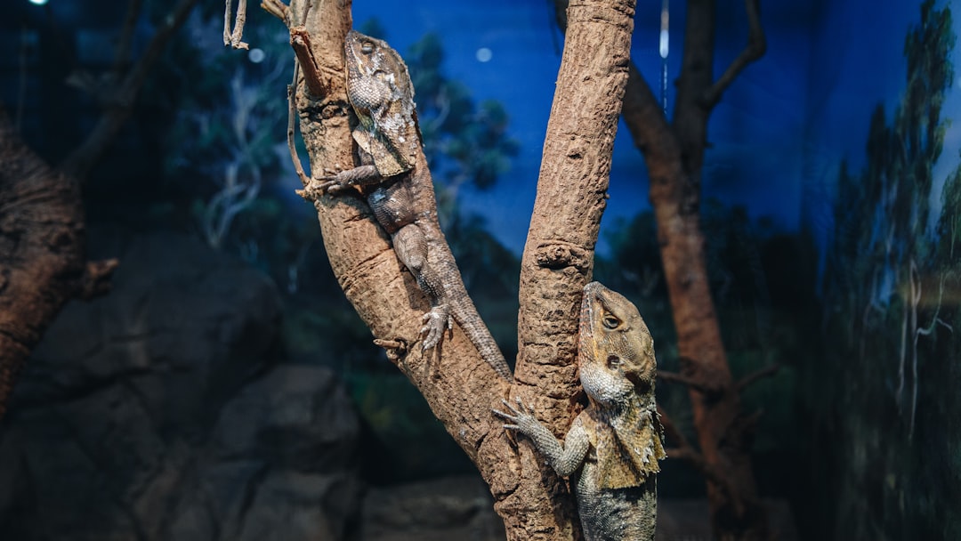 two gray bearded dragons on tree