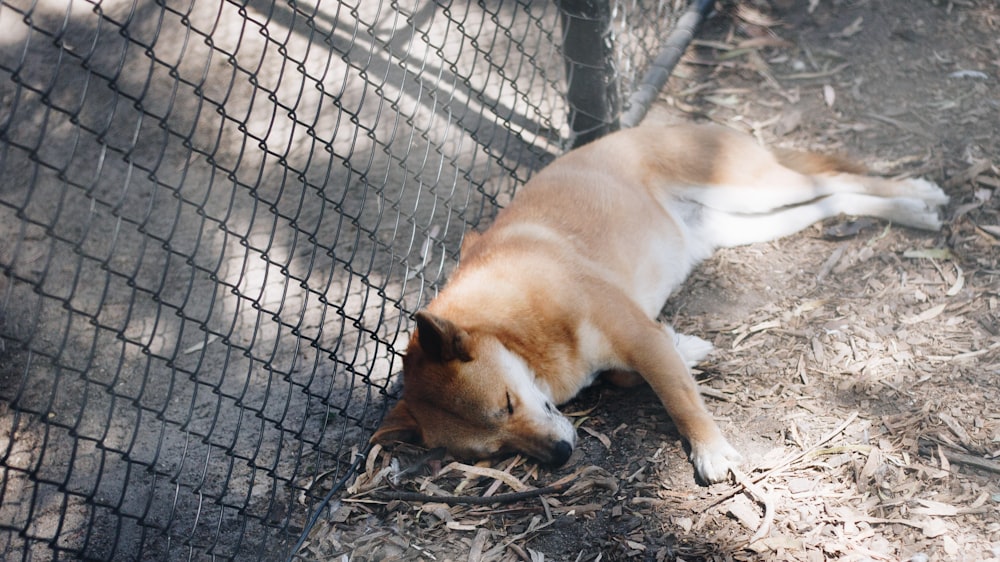 short-coated brown dog lying beside fence