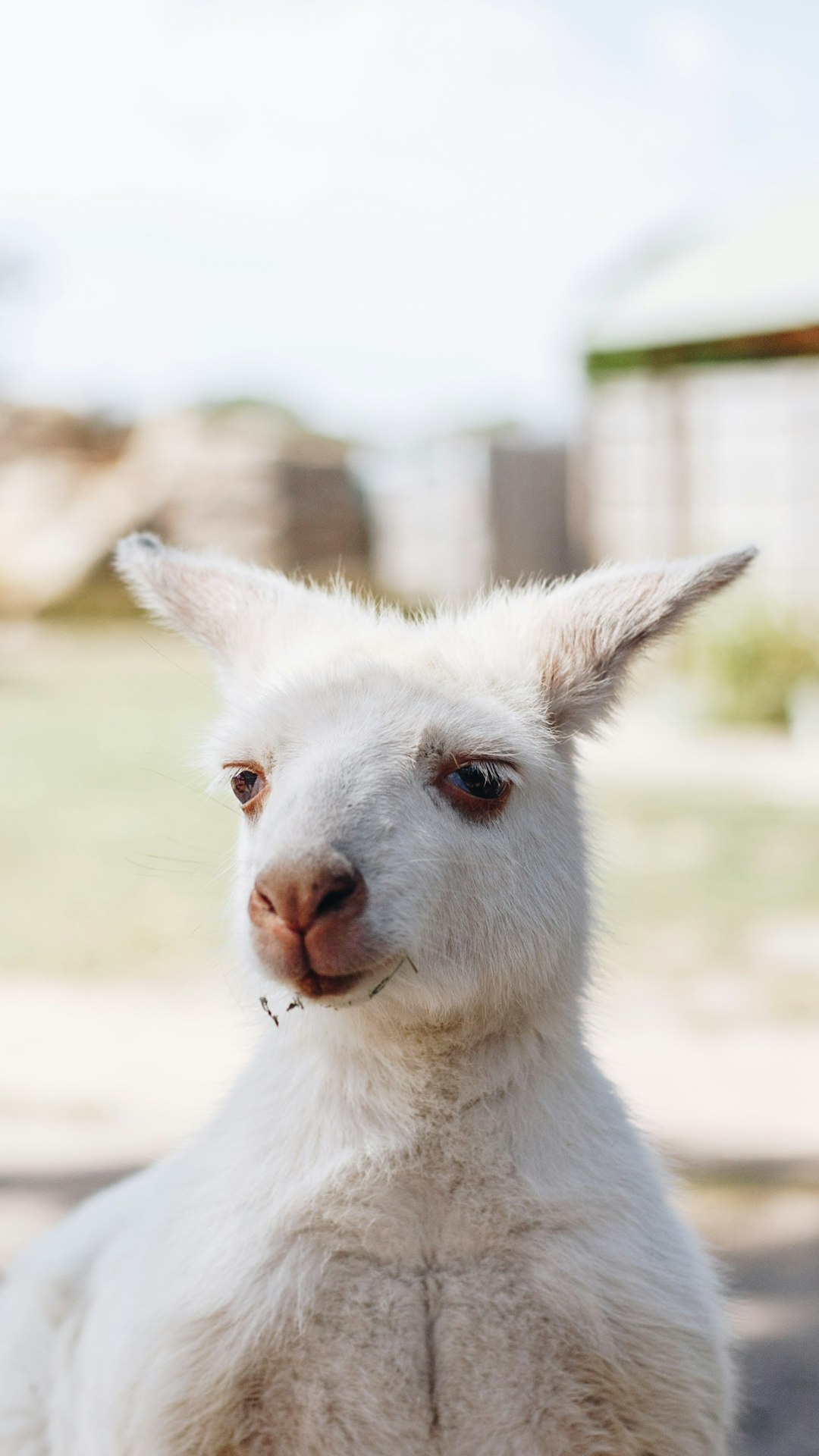 white kangaroo