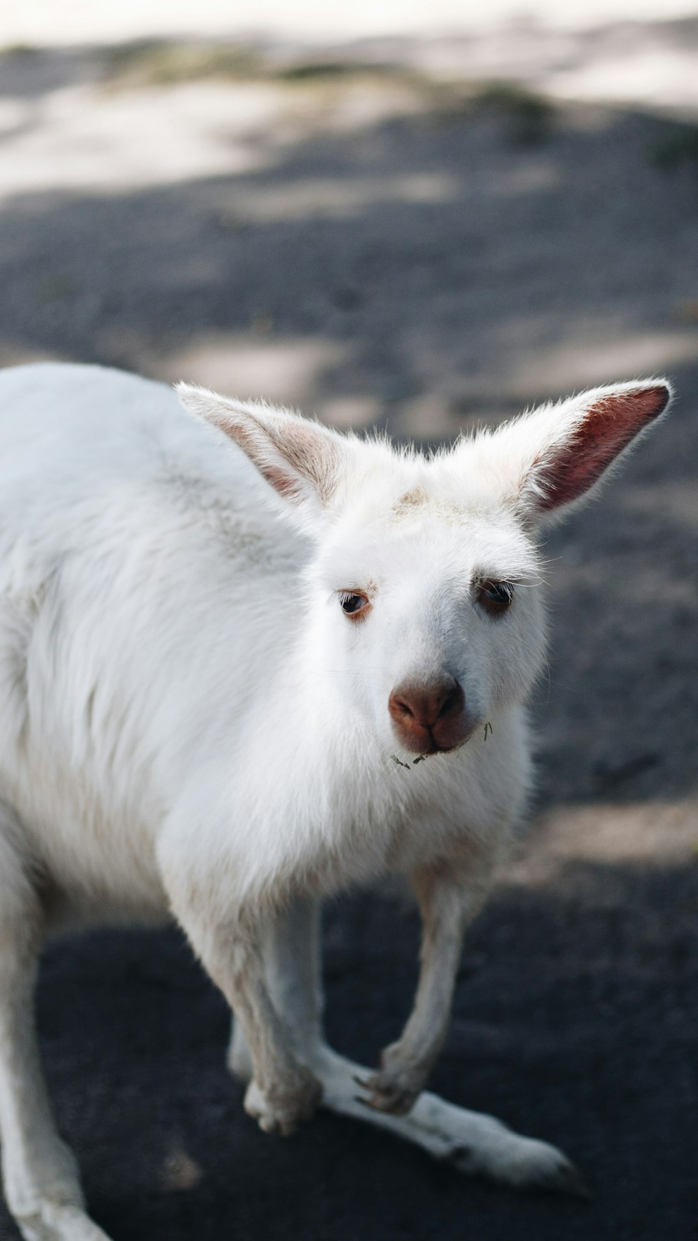 crouching white kangaroo