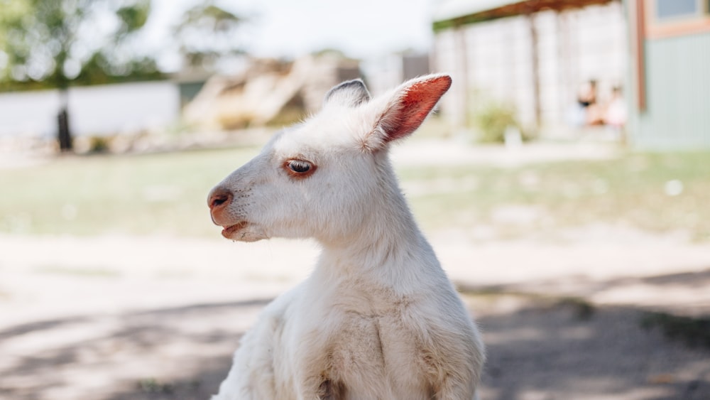 standing white kangaroo