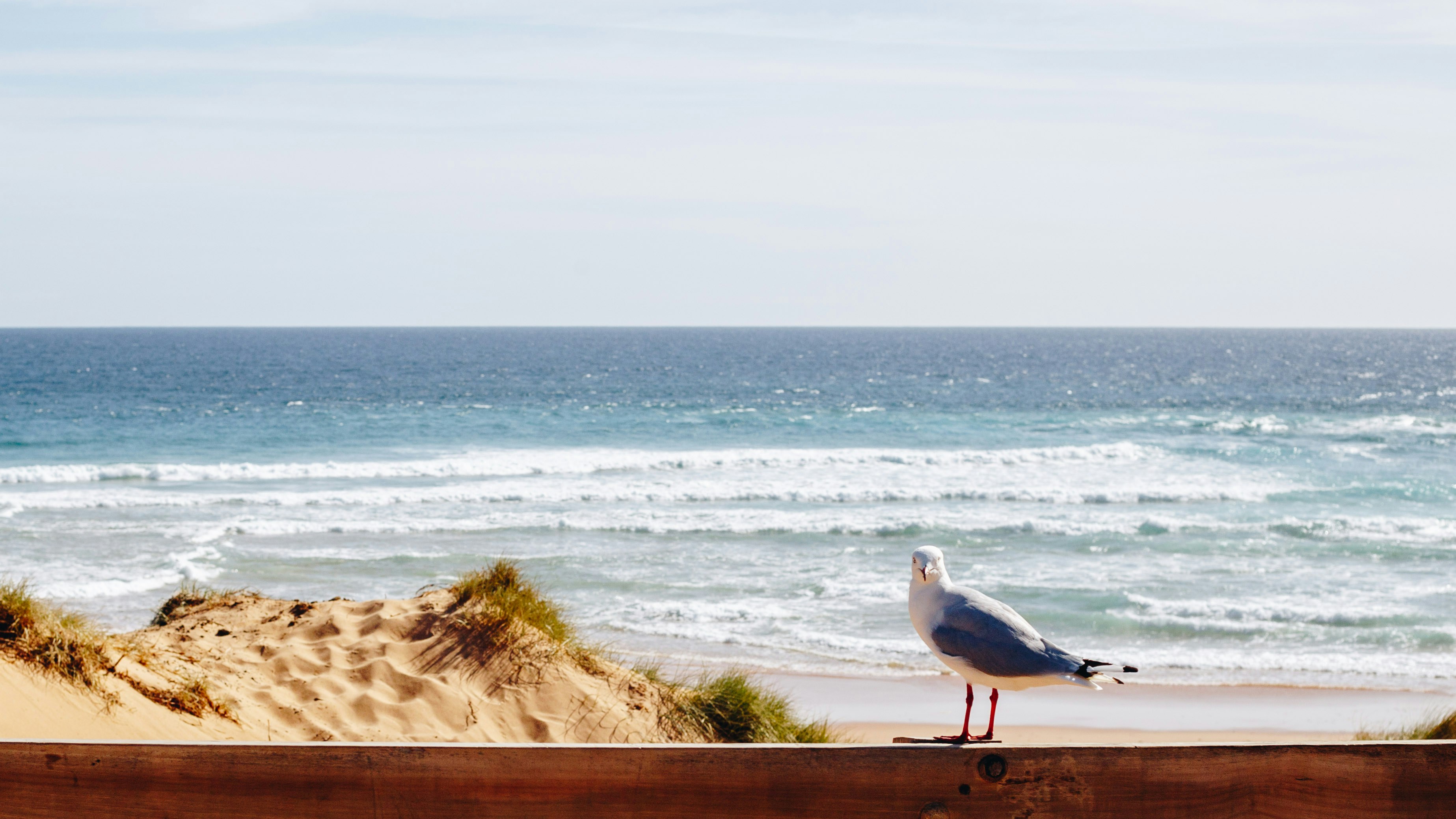 blue and white seagull