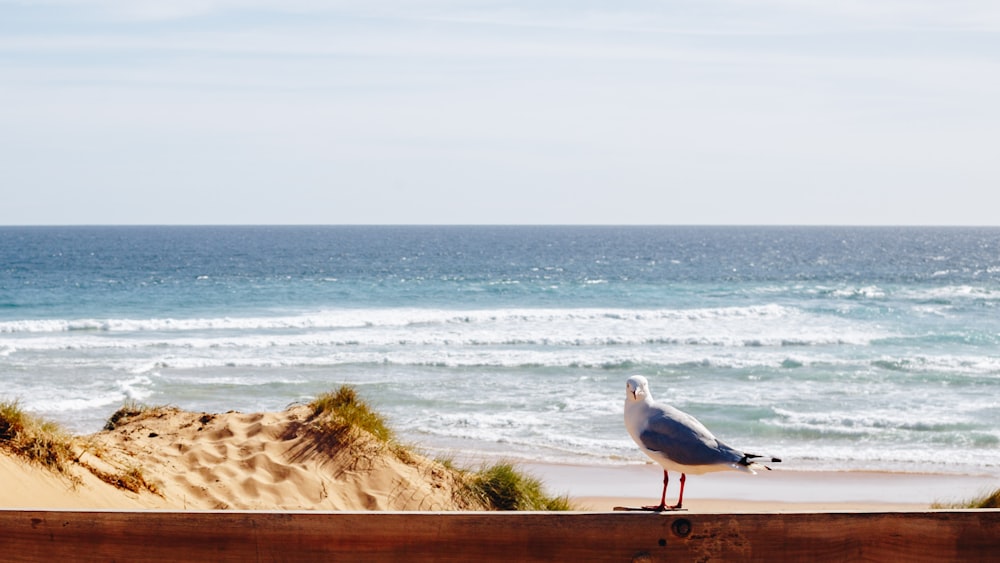 Gaivota azul e branca