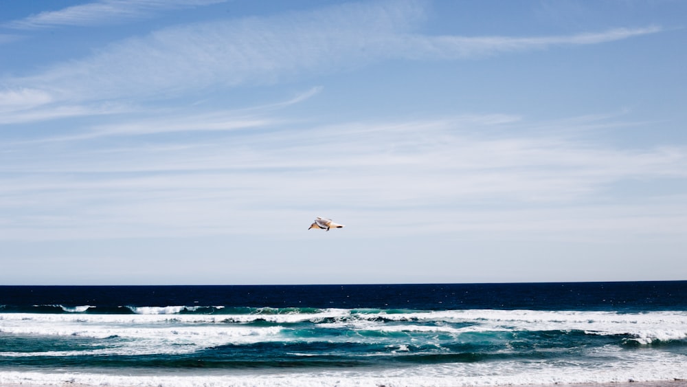 weißer Vogel fliegt unter weiß-blauem, bewölktem Himmel über den Strand