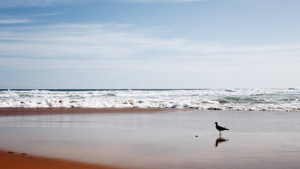 uccello grigio in piedi alla spiaggia