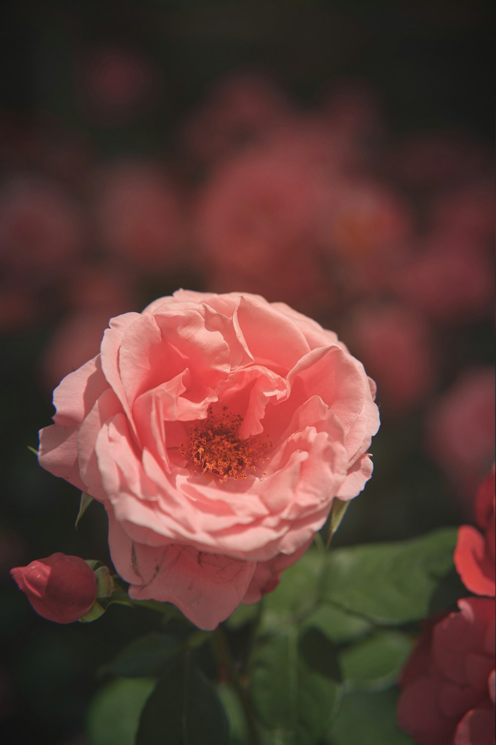 blooming pink rose flower