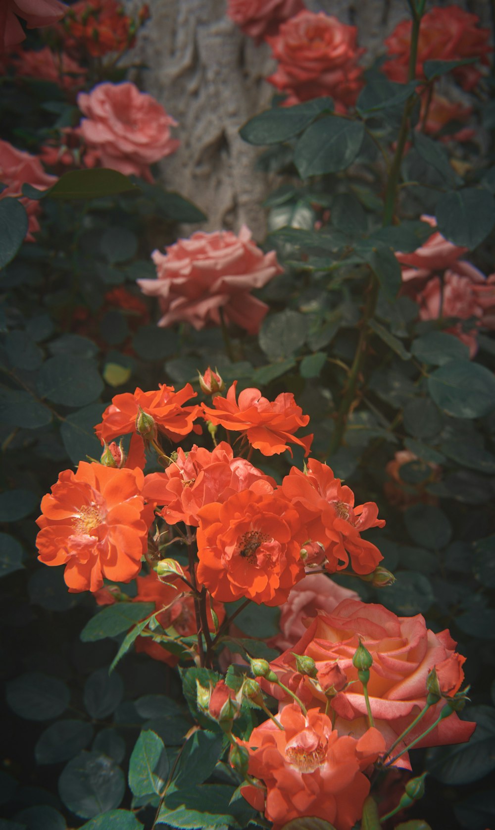 blooming orange rose flowers