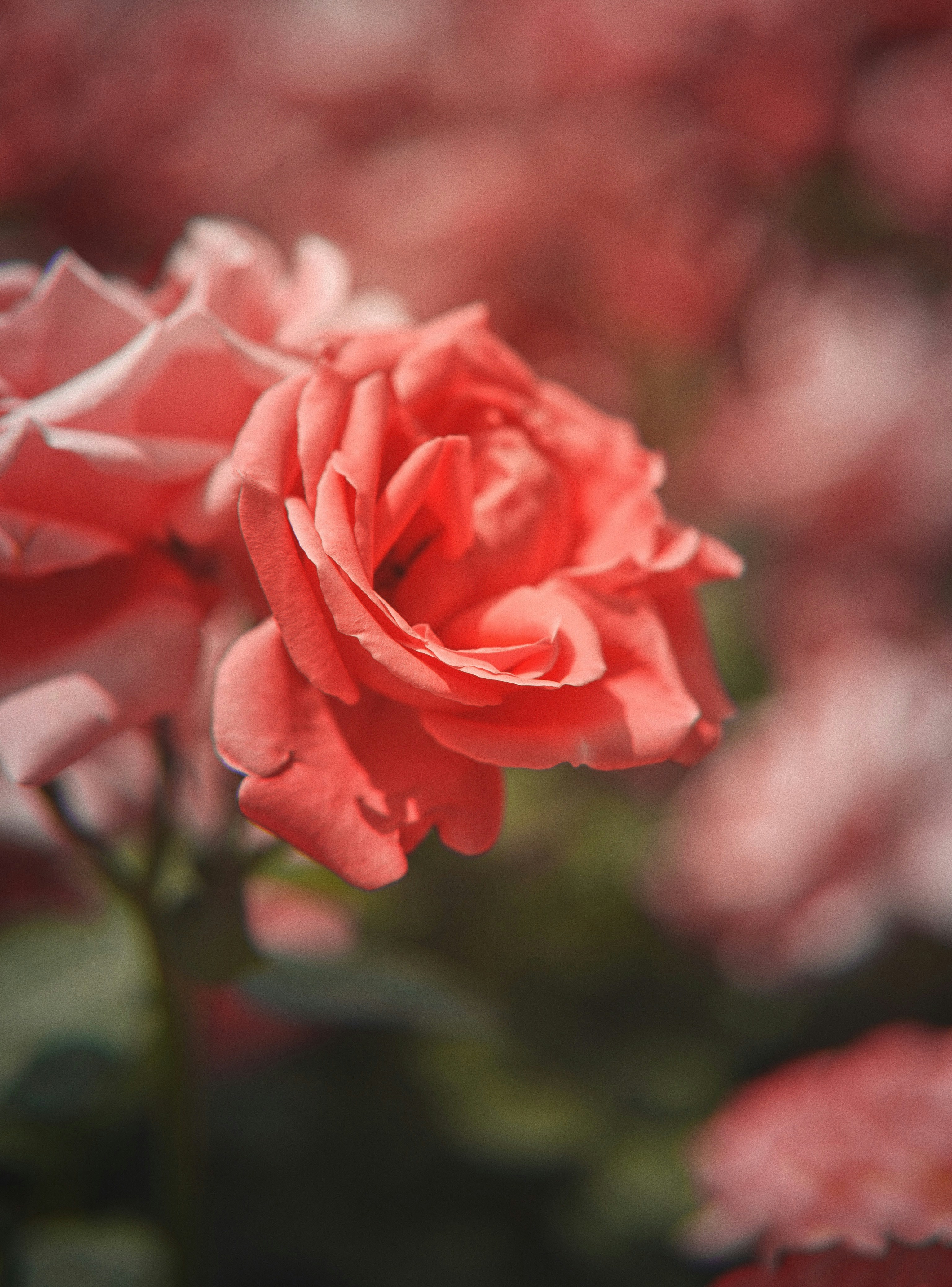 Photo by alexander_tsang