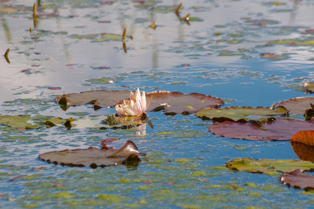 pink and white flower on water