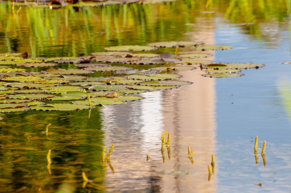 green leaves on water during daytime