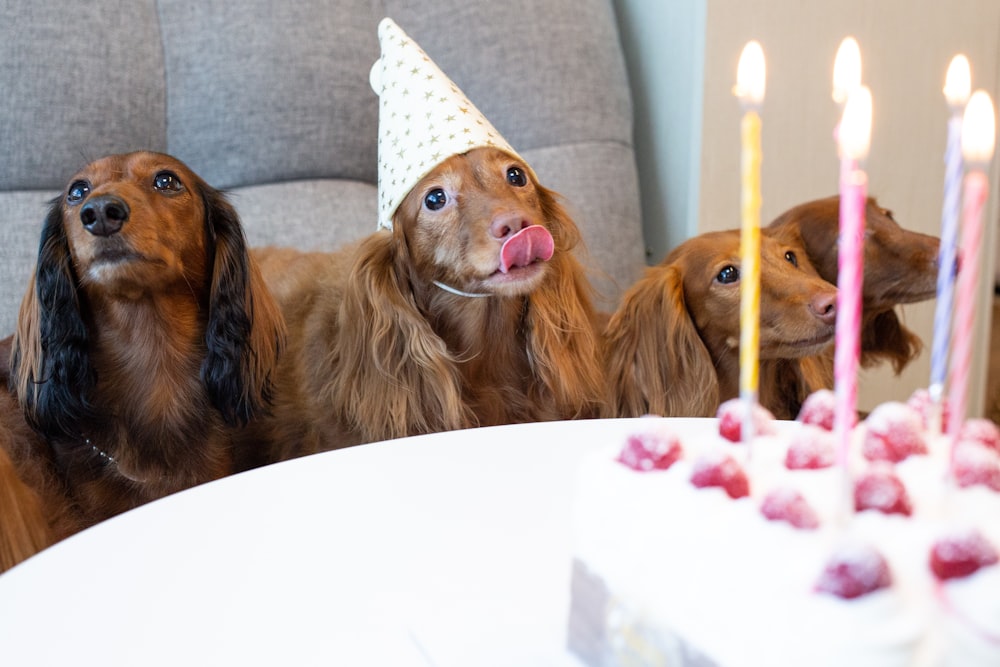 four long-coated brown dogs near white table with one layer cake on top