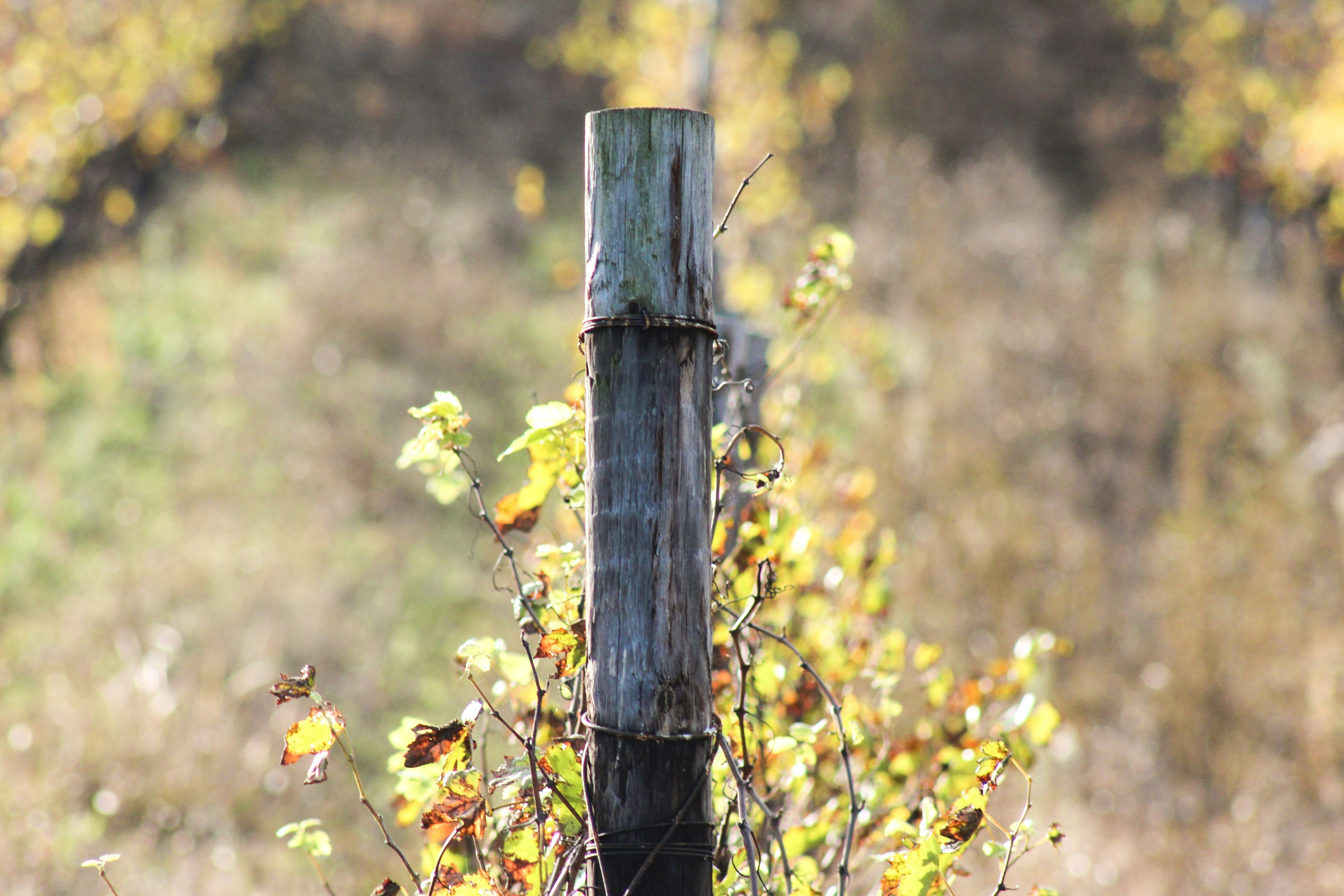 Photo by huntleytography