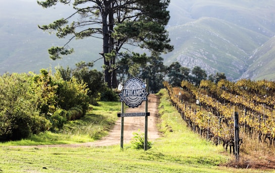 A tranquil countryside scene featuring a dirt path lined with lush greenery on one side and a vineyard with grapevines on the other. A tall tree stands prominently in the background with rolling hills covered in mist. A rustic signpost marks the entrance, reading 'Africamps at Stanford Hills.'