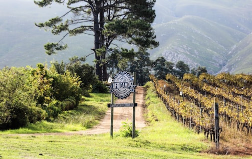 A tranquil countryside scene featuring a dirt path lined with lush greenery on one side and a vineyard with grapevines on the other. A tall tree stands prominently in the background with rolling hills covered in mist. A rustic signpost marks the entrance, reading 'Africamps at Stanford Hills.'