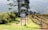A tranquil countryside scene featuring a dirt path lined with lush greenery on one side and a vineyard with grapevines on the other. A tall tree stands prominently in the background with rolling hills covered in mist. A rustic signpost marks the entrance, reading 'Africamps at Stanford Hills.'