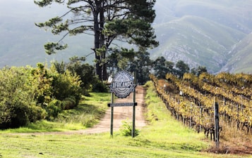 A tranquil countryside scene featuring a dirt path lined with lush greenery on one side and a vineyard with grapevines on the other. A tall tree stands prominently in the background with rolling hills covered in mist. A rustic signpost marks the entrance, reading 'Africamps at Stanford Hills.'