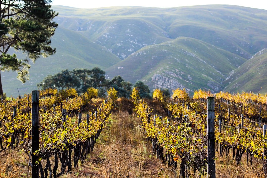 The Vines of Romania