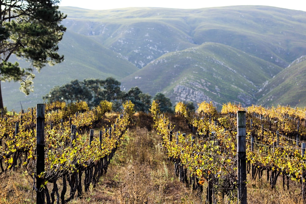 grapes fruit field viewing mountain