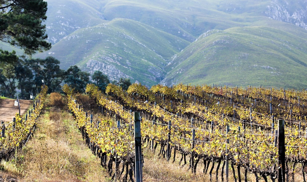 grapes field viewing mountain