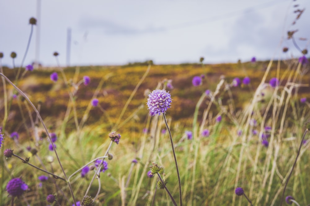 purple wild flowers blooming in the field