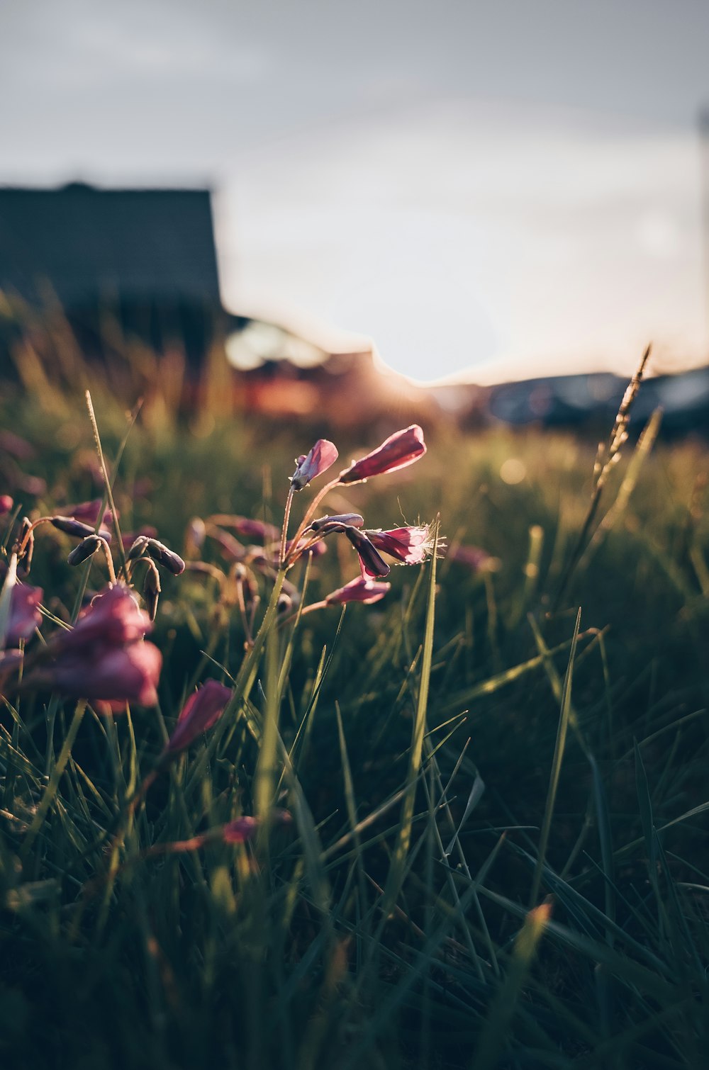 pink-petaled flower selective focus