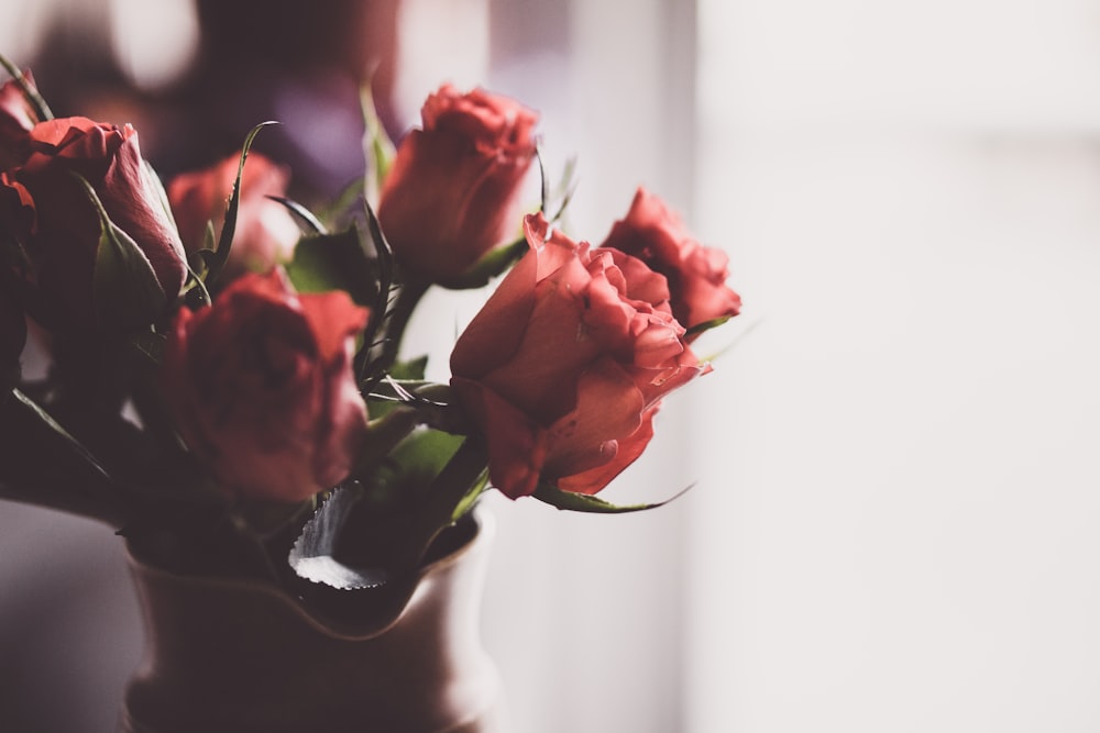 red rose flower