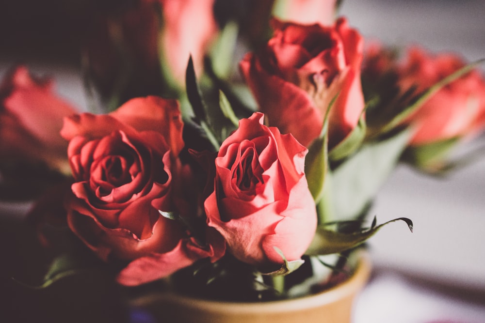 red roses in brown vase