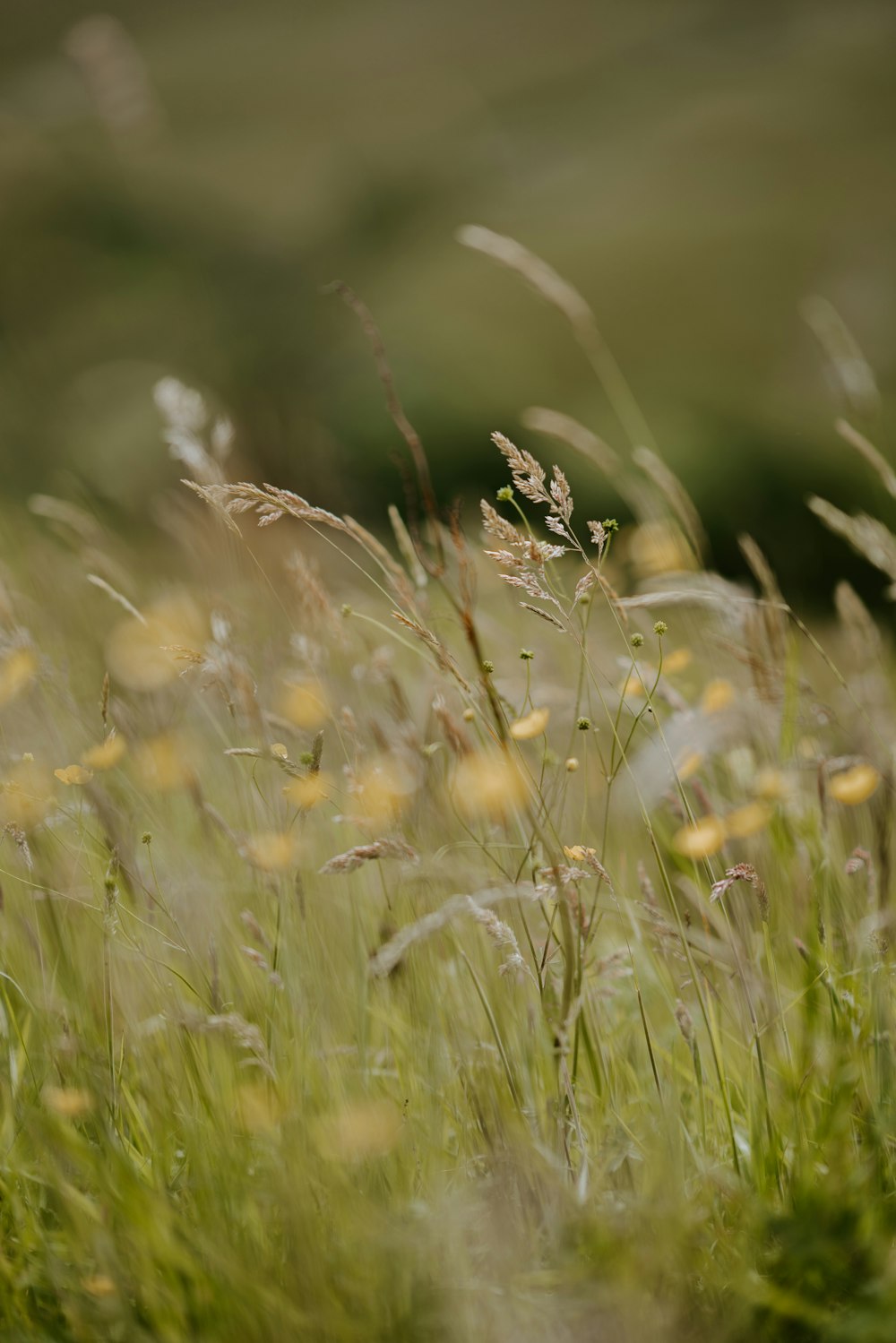 green grass field during daytime selective focus photography